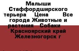 Малыши Стаффордширского терьера  › Цена ­ 1 - Все города Животные и растения » Собаки   . Красноярский край,Железногорск г.